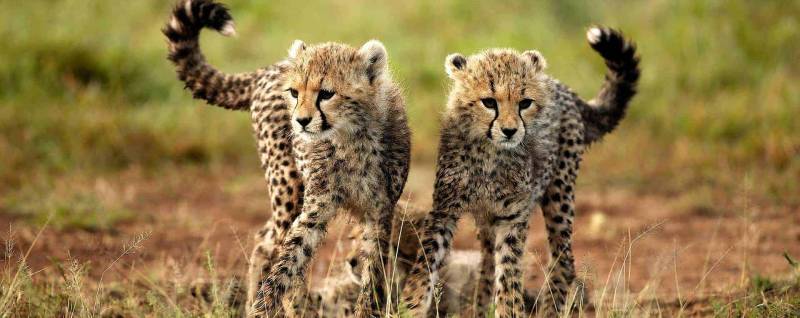 10 Days Bush Safari - Zanzibar Escape Tour