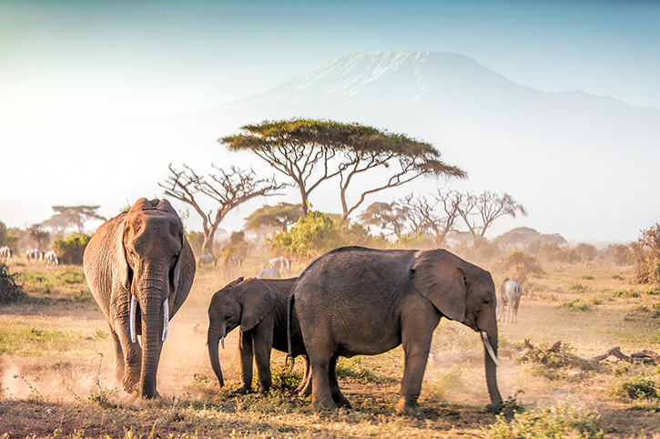 8 Days Best Of Kenya Safari Tour Image