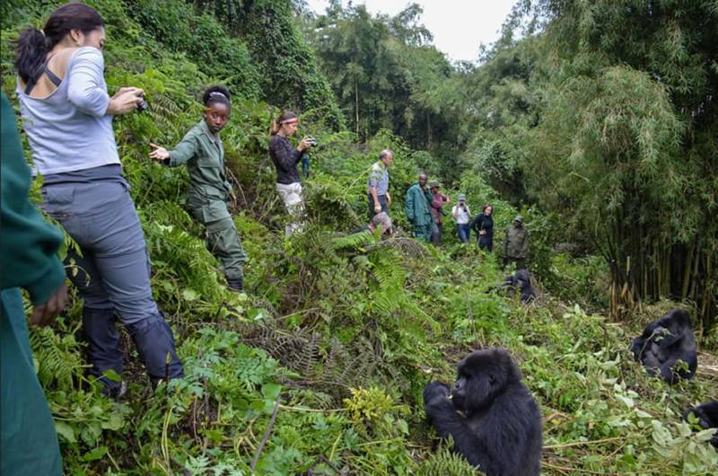 4 Days Gorilla Trekking Safari Tour Image