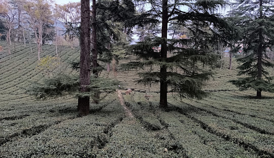 07 NIGHTS 08 DAYS - DELIGHTFUL HIMACHAL HOLIDAY PACKAGE FROM PATHANKOT