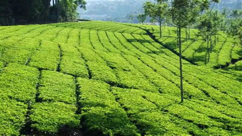 2 NIGHTS / 3 DAYS Valparai, Athirapalli  Adventure Tour Package