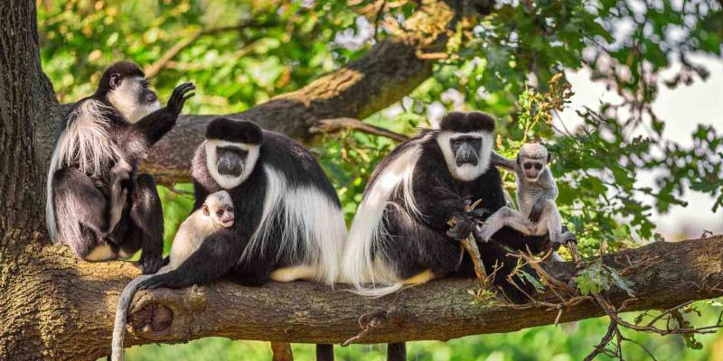 5 Days Tanzania Luxury Classic Lodge Safari Tour Image