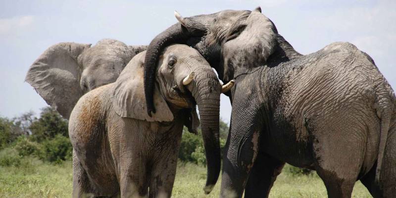 4 Days Tanzania Luxury Safari The Authentic Northern Tanzania Tour Image