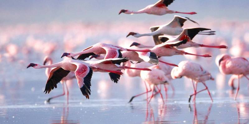 6 Days Tanzania Luxury Scenic Lodge Safari Tour Image