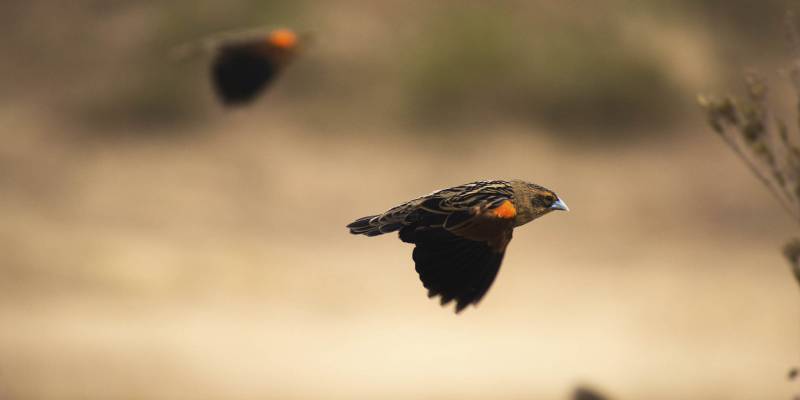Ngorongoro Crater Birding Tour