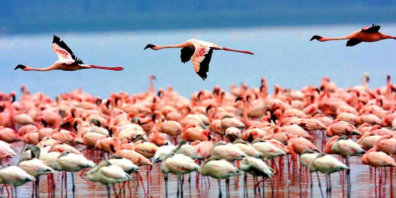 7 Days Tanzania Family Safari Tour