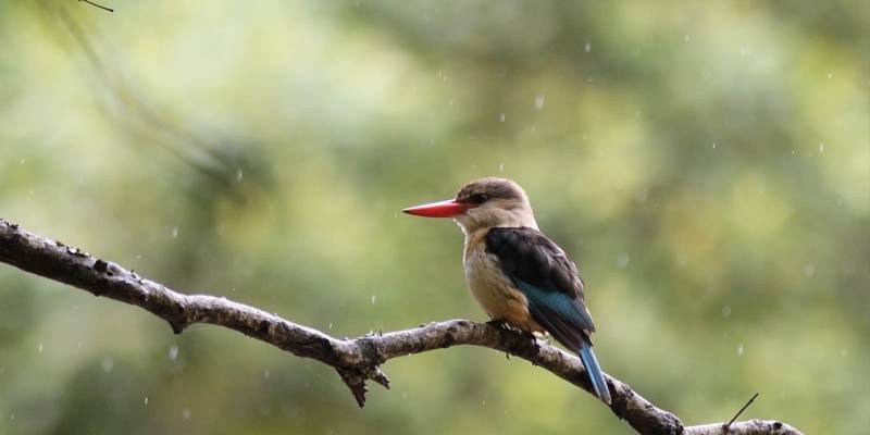 10 Days Bird Photography Tour Image