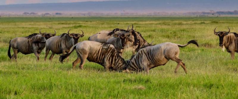6 Days Migration Western Corridor Tour Image