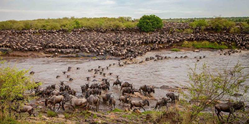 8 Day Great Serengeti Wildebeest Migration Safari Tour Image