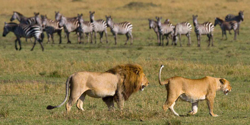 9 Days Ballon Safari Fly To Southern Serengeti Migration Tour Image