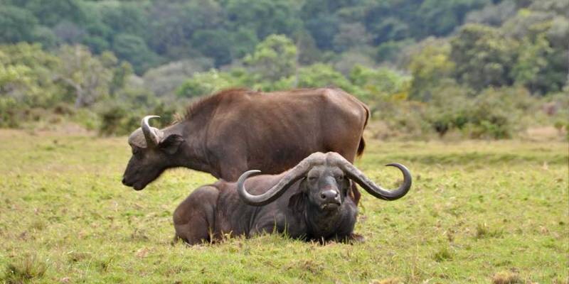 Arusha National Park Day Trip
