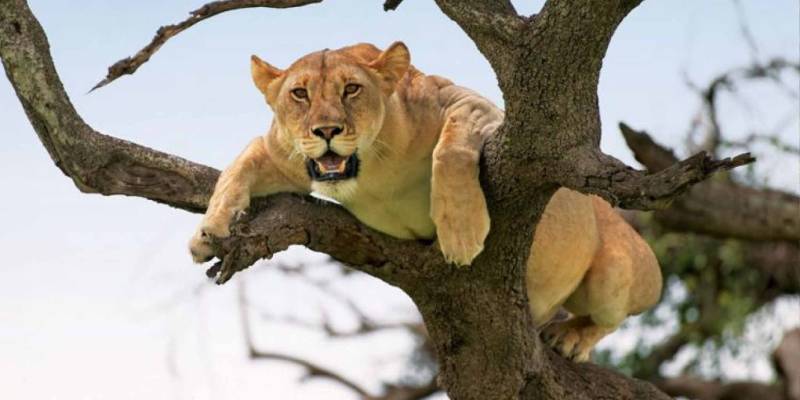 Lake Manyara National Park Day Trip