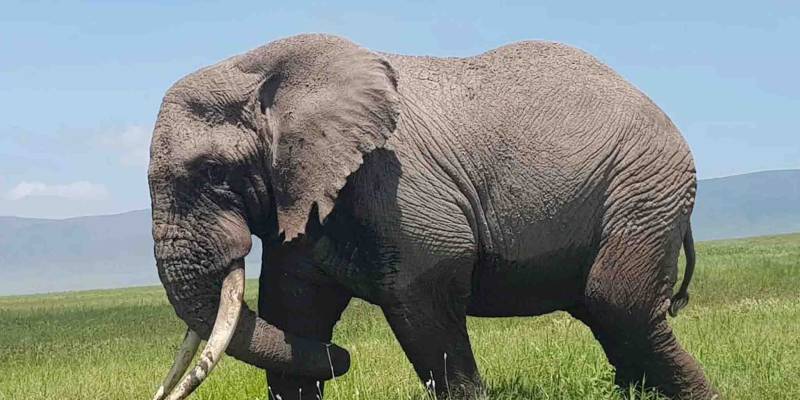 Tarangire National Park Day Trip Image