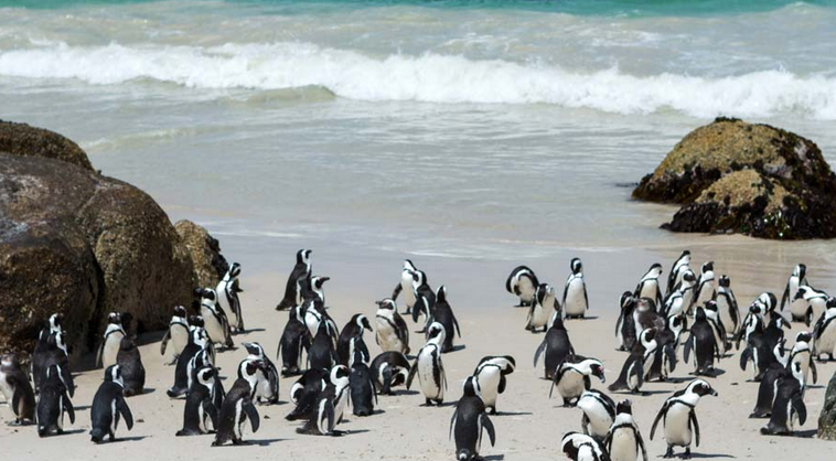 Cape Peninsula Half Day Tour
