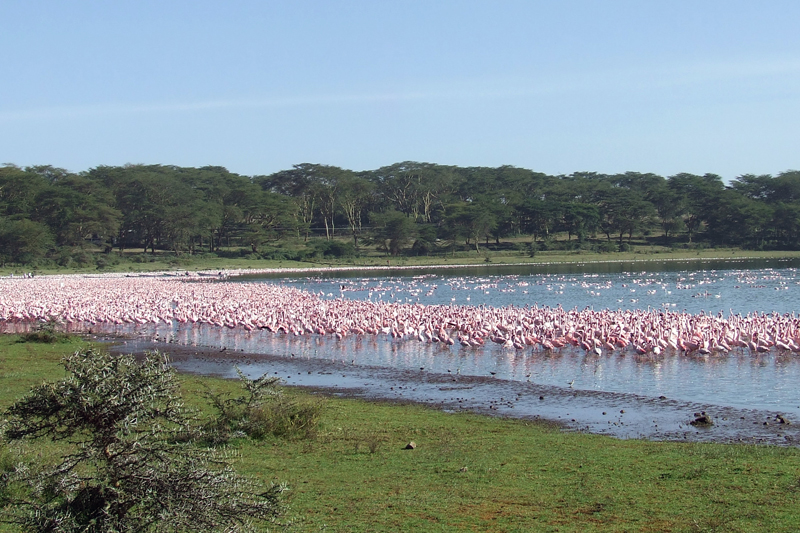 5 Days Best Of Kenya Rift Valley Lakes Safari Tour Image