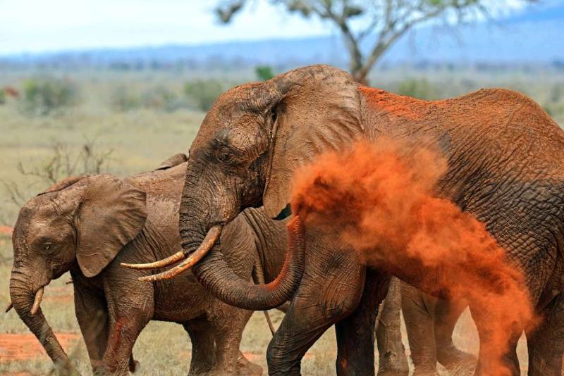 4 Days Red Elephant Safari - Tsavo West And Amboseli Tour Image