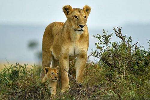 7 Days Masai Mara - Lake Nakuru And Amboseli Budget Safari Tour