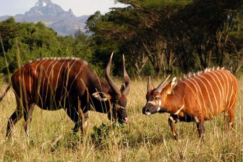 7Days Samburu - Lake Nakuru - Masai Mara And Naivasha Budget Safari Tour