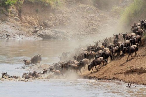 7 Days Masai Mara Wildebeest Migration Safari Tour