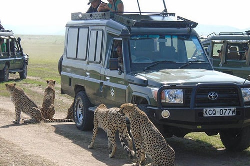 8 Days Best Of Kenya Luxury Safari Tour