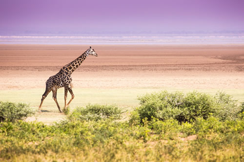2 Day Safari To Lake Manyara And Ngorongoro Tour