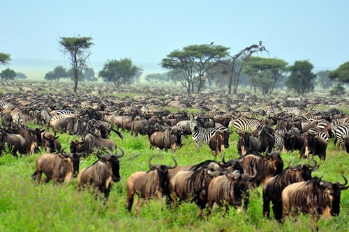 3 Day Tanzania Northern Circuit Special Tour