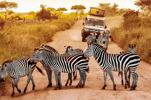 4 Day Tanzania Express Safari Tour