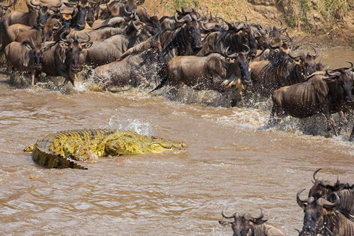 5 Day Serengeti Wildebeest Migration Safari Tour