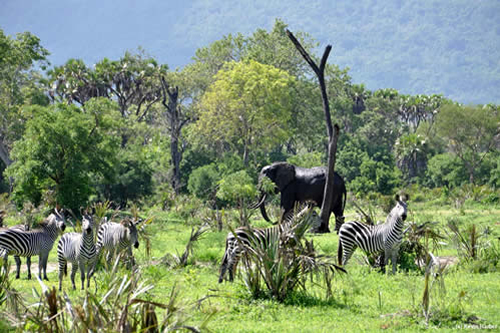 5 Day Tribes Of Tanzania Safari Tour