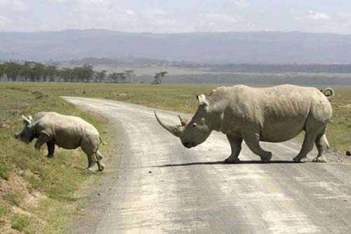 11 Day Kenya And Tanzania Circular Lodge Safari Tour Image