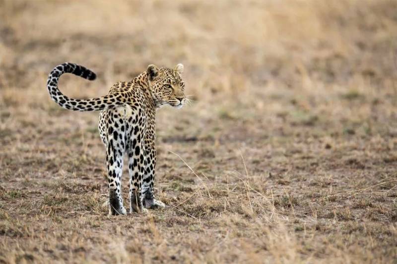 Amboseli National Park