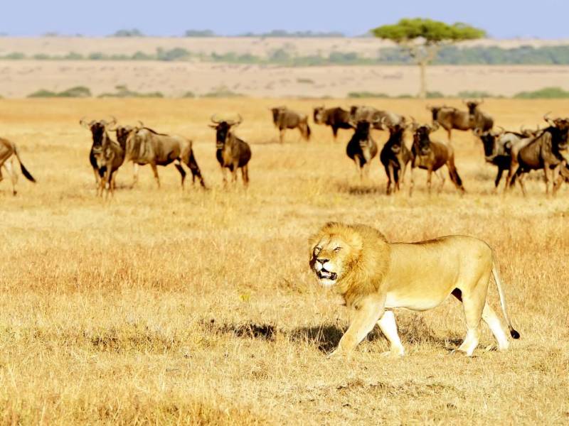 3-Day Maasai Mara Safari