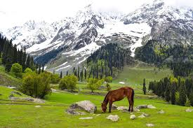 6 Nights - 7 Days Srinagar Tour Package Image