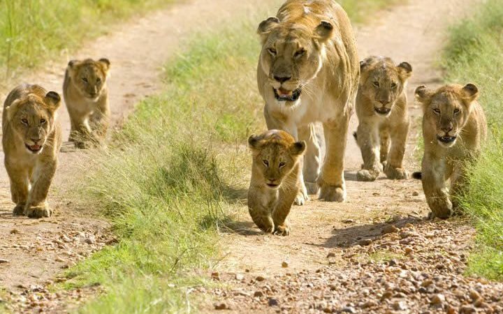 5Nigt 6Days Wildebeest Migration Safari