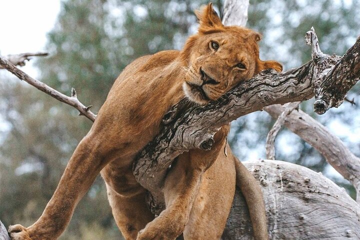 3Night 4Days Tanzania Classic Safari