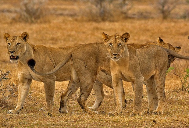 3Night 4Days Tanzania Classic Safari