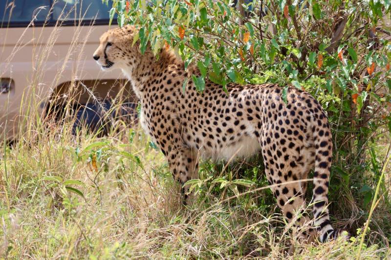 2 Nights, 3 Days To Maasai Mara Game Reserve