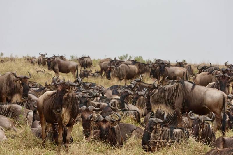 2 Nights, 3 Days to Maasai Mara Game Reserve