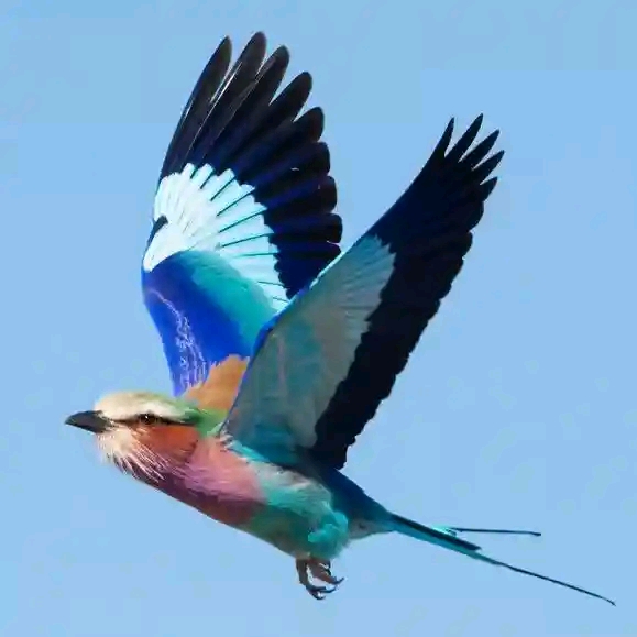 2 Nights 3 Days Masai Mara Migration Package