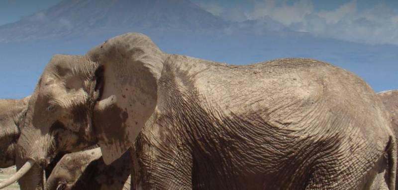 3 Days Amboseli National Park Luxury Safari