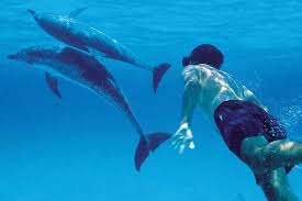 Kizimkazi Dolphin Tour