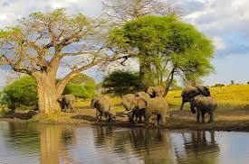 2 DAYS 1 NIGHT MIKUMI SAFARI