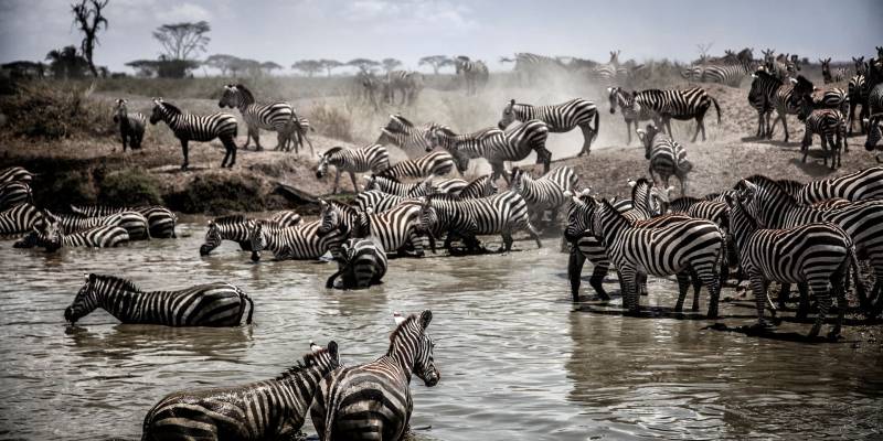 7-Day Journey Of The Wildebeest Migration