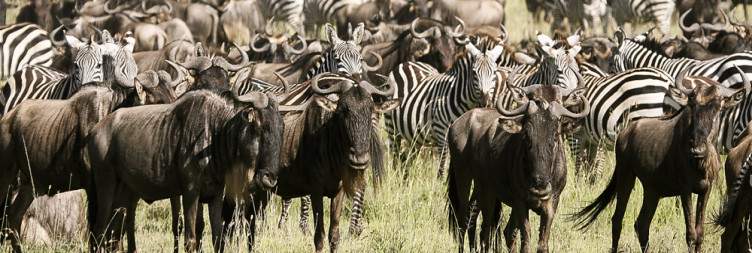 3 - Days Days Warder Full Serengeti And Ngorongoro Crater