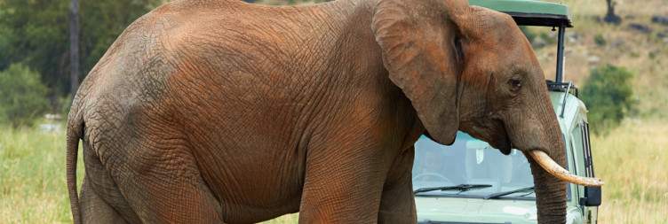 4 - Days Days Safari To Tarangire, Serengeti & Ngorongoro