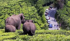 Munnar - Alappuzha And Kochi Tour 5 Nights - 6 Days