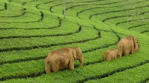 Munnar - Alappuzha And Kochi Tour 5 Nights - 6 Days
