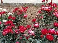 2 Nights 3 Days Ooty Tour Package Image