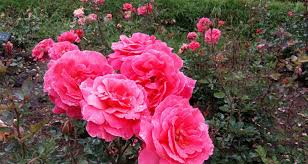 2 Nights 3 Days Ooty Tour Package