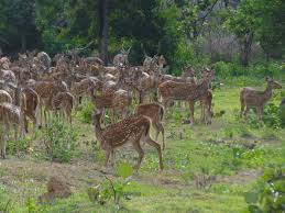 EXCLUSIVE WAYANAD LUXURY ESCAPE